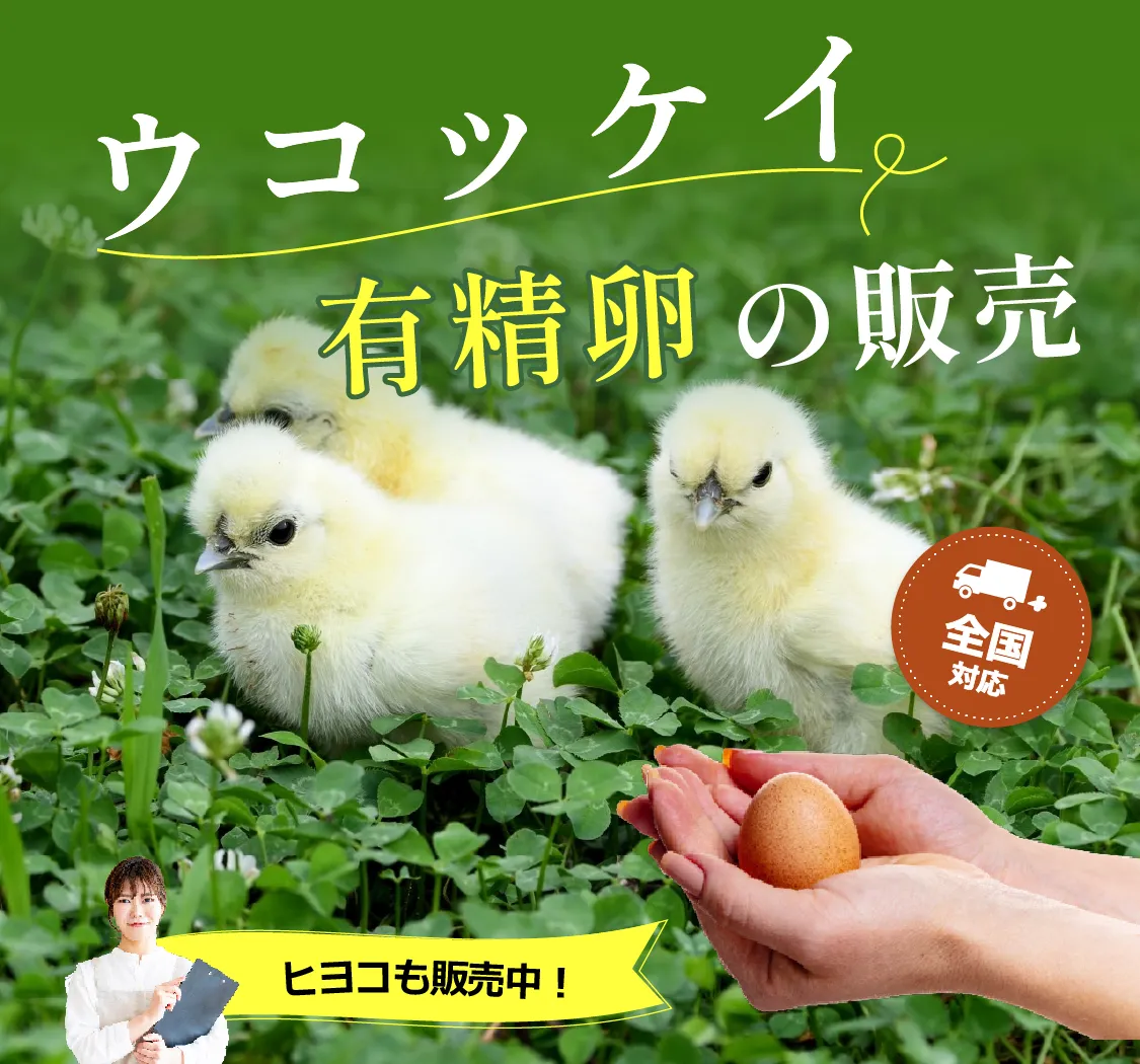 ウコッケイ有精卵の販売